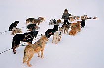 Chukchi men resting their Huskies (Canis familiaris) during hunting trip. Chukotskiy Peninsula, Chukotka, Siberia, Russia.