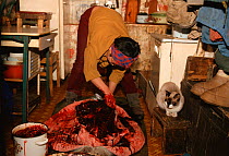 Chukchi woman butchering Ringed seal (Phoca hispida) on kitchen floor. Uelen, Chukotka, Siberia, Russia.
