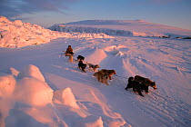 Chukchi hunter driving team of Huskies (Canis familiaris) by pressure ridge near Cape Dezhnev. Chukotka, Siberia, Russia.