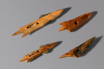 Harpoon heads carved from Walrus ivory (circa 1000 BC - 1000 AD) Bering Strait, Chukotka, Siberia, Russia.