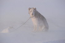 Snow covered sled dog (Canis familiaris) during storm at Dezhnovka. Uelen, Chukotka, Siberia, Russia.