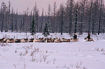 Evenk herders driving Reindeer / Caribou (Rangifer tarandus) through deep snow at their winter pastures. Evenkiya, Siberia, Russia, 1997.