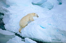 Polar bear (Ursus maritimus) climbing onto pressure ice. Franz Josef Land, Russia.