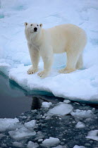 Polar bear (Ursus maritimus) on melting sea ice. Franz Josef Land, Russia.