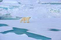 Polar bear (Ursus maritimus) walking on melting ice floes. Franz Josef Land, Russia.