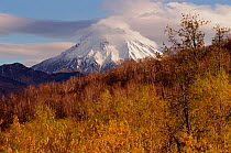 Viluchinsky Volcano viewed across Autumn colour. Kamchatka, Siberia, Russia, 1999.
