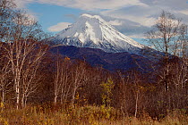 Mixed trees with Viluchinsky Volcano beyond. Kamchatka, Siberia, Russia, 1999.