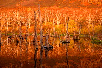 Autumn colour and dead tree trunks reflecting in water. Paratunka River Valley, Kamchatka, Siberia, Russia, 1999.
