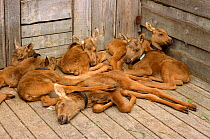 Moose calves (Alces alces) sleeping in pen at Sumarokova Moose Farm, Kostroma, Russia, 2002.
