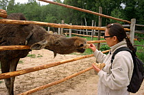 Visitor to Sumarokova Moose Farm feeding bread to Moose (Alces alces). Kostroma, Russia, 2002.