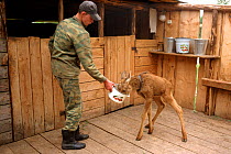 Moose calf (Alces alces) being fed oatmeal and milk at Sumarokova Moose Farm. Kostroma, Russia, 2002.