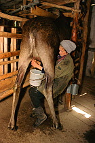 Woman milking Moose (Alces alces) at Sumarakova Moose Farm. Kostroma, Russia, 2002.