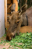 Yearling Moose (Alces alces) feeding on clover from manger. Sumarokova Moose Farm, Kostroma, Russia, 2002.