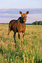 Female Moose (Alces alces) grazing in meadow near the Sumarokova Moose Farm. Kostroma, Russia, 2002.