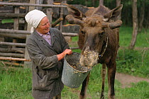 Woman feeding oatmeal to young bull Moose (Alces alces) at Sumarokova Moose Farm. Kostroma, Russia, 2002.