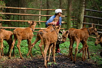 Worker at Sumarkova Moose Farm looking after the Moose calves (Alces alces) in enclosure. Kostroma, Russia, 2002.