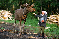 Woman feeding oatmeal to bull Moose (Alces alces). Sumarkova Moose Farm, Kostroma, Russia, 2002.