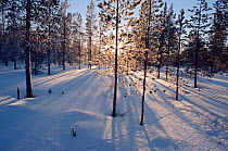 Low winter sunshine shining through forest near Lovozero. Murmansk, Northwest Russia, 2005.