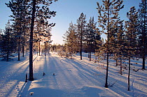 Low winter sunshine shining through forest near Lovozero. Murmansk, Northwest Russia, 2005.