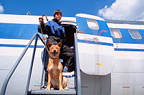 Dog handler with domestic dog / Jackal cross, trained to detect explosives at Sheremetyevo Airport, Moscow, Russia, 2005.