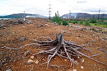 Remains of tree in 'dead zone' where virtually nothing grows, around the town of Monchegorsk. Kola Peninsula, Northwest Russia, 2005.