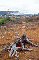 Remains of tree in the 'dead zone' where virtually nothing grows, around the town of Monchegorsk. Kola Peninsula, Northwest Russia, 2005.