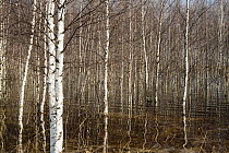 Birch trees flooded by meltwater during the spring thaw at Pogost Village. Ryazan Province, Russia, 2006.