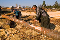 Forestry workers stripping bark off Pine (Pinus) logs near Gus-Zheleznyy. Ryazan Province, Russia, 2006.