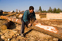 Forestry worker stripping bark off Pine (Pinus) logs near Gus-Zheleznyy. Ryazan Province, Russia, 2006.