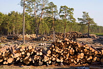 Stacks of Pine (Pinus) logs cut from forests near Gus-Zheleznyy, to be used for building. Ryazan Province, Russia, 2006.