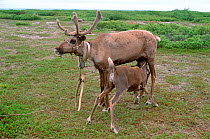 Reindeer / Caribou (Rangifer tarrandus) calf suckling mother at summer pastures in Piltun Bay, which are now threatened by oil/gas development. Sakhalin Island, Russian far East, 2006.