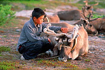 Evenk boy removing insects from back of draft Reindeer / Caribou (Rangifer tarandus) at a herders' camp in Piltun Bay. Sakhalin Island, Russian far East, 2006.