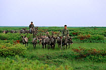 Evenki herders return to camp in the evening with their draft Reindeer / Caribou (Rangifer tarandus). Piltun Bay, Sakhalin Island, Russian Far East, 2006.