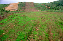 New vegetation beginning to grow on the site of Sakhalin Energy's pipeline near Val on Sakhalin Island, Russian Far East, 2006.