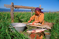 Nivkhi woman cleaning Salmon (Oncorhynchus) before drying it at Niva Bay. Sakhalin Island, Russian Far East, 2006.