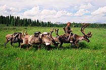Tuvan herder using Reindeer / Caribou (Rangifer tarandus) to transport supplies to summer camp. Todzhu, Tuva, Siberia, Russia, 1998.