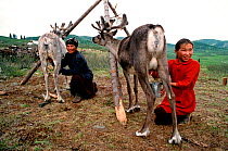 Girl and grandmother milking Reindeer / Caribou (Rangifer tarandus) at herders' camp. Todzhu, Tuva, Siberia, Russia, 1998.