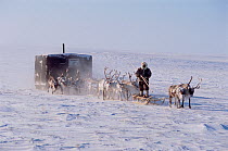 Dolgan Reindeer / Caribou (Rangifer tarandus) herders moving their camp of baloks (huts on sled runners) during winter. Taymyr, Northern Siberia, Russia, 2004.