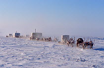 Dolgan Reindeer / Caribou (Rangifer tarandus) herders moving their camp of baloks (huts on sled runners) during winter. Taymyr, Northern Siberia, Russia, 2004.