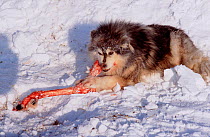 Dolgan reindeer / caribou herder's dog (Canis familiaris) chewing on leg of Reindeer / Caribou (Rangifer tarandus). Taymyr, Northern Siberia, Russia, 2004.