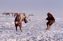 Dolgan herder struggling with draft Reindeer / Caribou (Rangifer tarandus) he has just lassoed during a round up on the tundra. Taymyr, Northern Siberia, Russia, 2004.