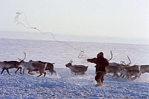 Dolgan herder lassoing draft Reindeer / Caribou(Rangifer tarandus) during round up on the tundra. Taymyr, Northern Siberia, Russia, 2004.