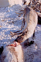 Reindeer / Caribou (Rangifer tarandus) feeding on frozen carcass of another reindeer. Cannibalism is rare among reindeer. Taymyr, Northern Siberia. Russia.