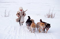 Nganasan woman running behind her team of Huskies (Canis familiaris). Taymyr, Northern Siberia, Russia, 2004.