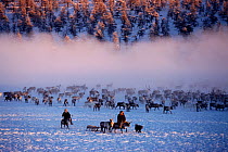 Even herders with herd of Reindeer / Caribou (Rangifer tarandus) at their winter pastures near Verkhoyansk. Yakutia, Siberia, Russia, 1999