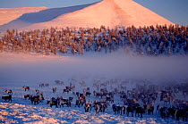 Reindeer / Caribou (Rangifer tarandus) at their winter pastures in the Verkhoyansk Mountain Range. Yakutia, Siberia, Russia, 1999.
