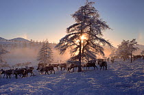 Reindeer / Caribou (Rangifer tarandus) at their winter pastures in the Verkhoyansk Mountain Range. Yakutia, Siberia, Russia, 1999