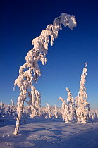 Snow covered Larch trees (Larix genus) in winter sunshine near Verkhoyansk. Yakutia, Siberia, Russia, 1999.