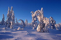 Snow covered Larch trees (Larix genus) in winter sunshine. Verkhoyansk. Yakutia, Siberia, Russia, 1999.