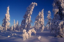 Snow covered Larch trees (Larix genus) in winter sunshine. Verkhoyansk. Yakutia, Siberia, Russia, 1999.